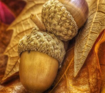 نمایی از بلوط قدیمی