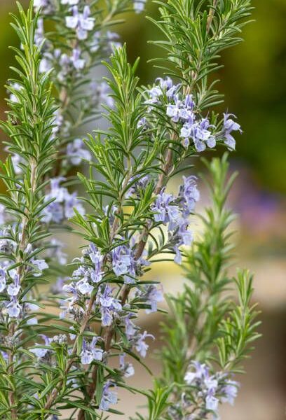شاخهای از گیاه رزماری با برگهای سوزنی و معطر