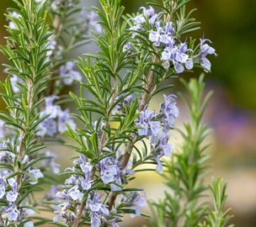 شاخه‌ای از گیاه رزماری با برگ‌های سوزنی و معطر