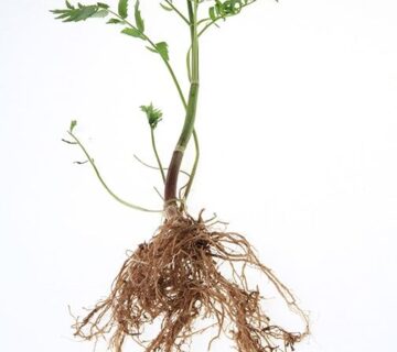 گیاه سنبل الطیب